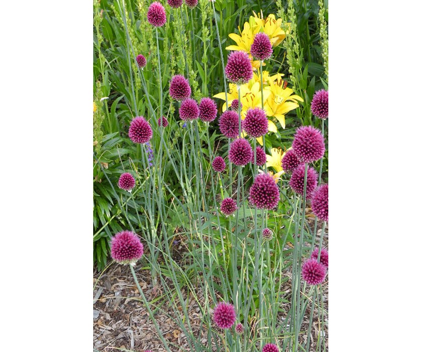 Drumstick Allium